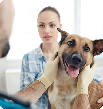 Vet examining dog
